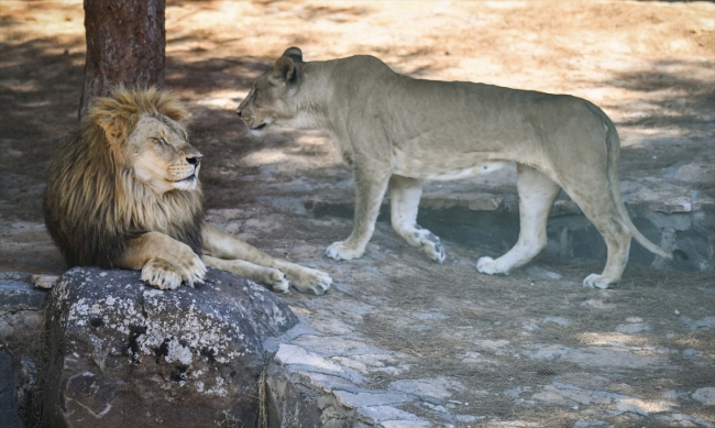 "Cesur" aslan, "Sultan" ile kafesinde mutlu
